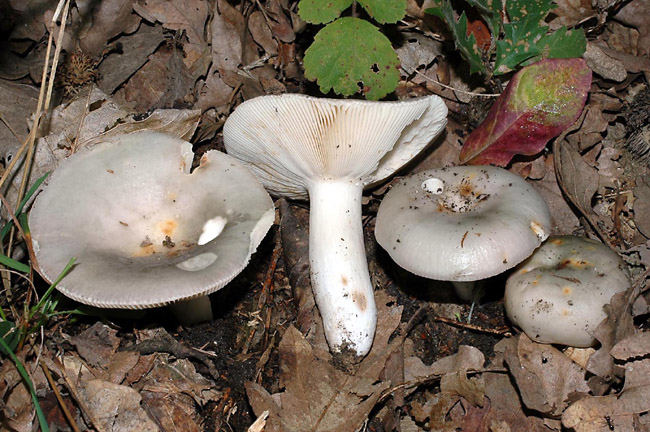 Russula da determinare. (Russula medullata?)